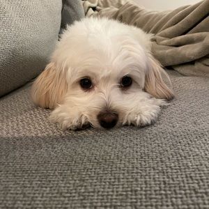 Meet your Posher, April